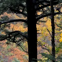 Photo of the trunk of a tree during autumn in upstate New York