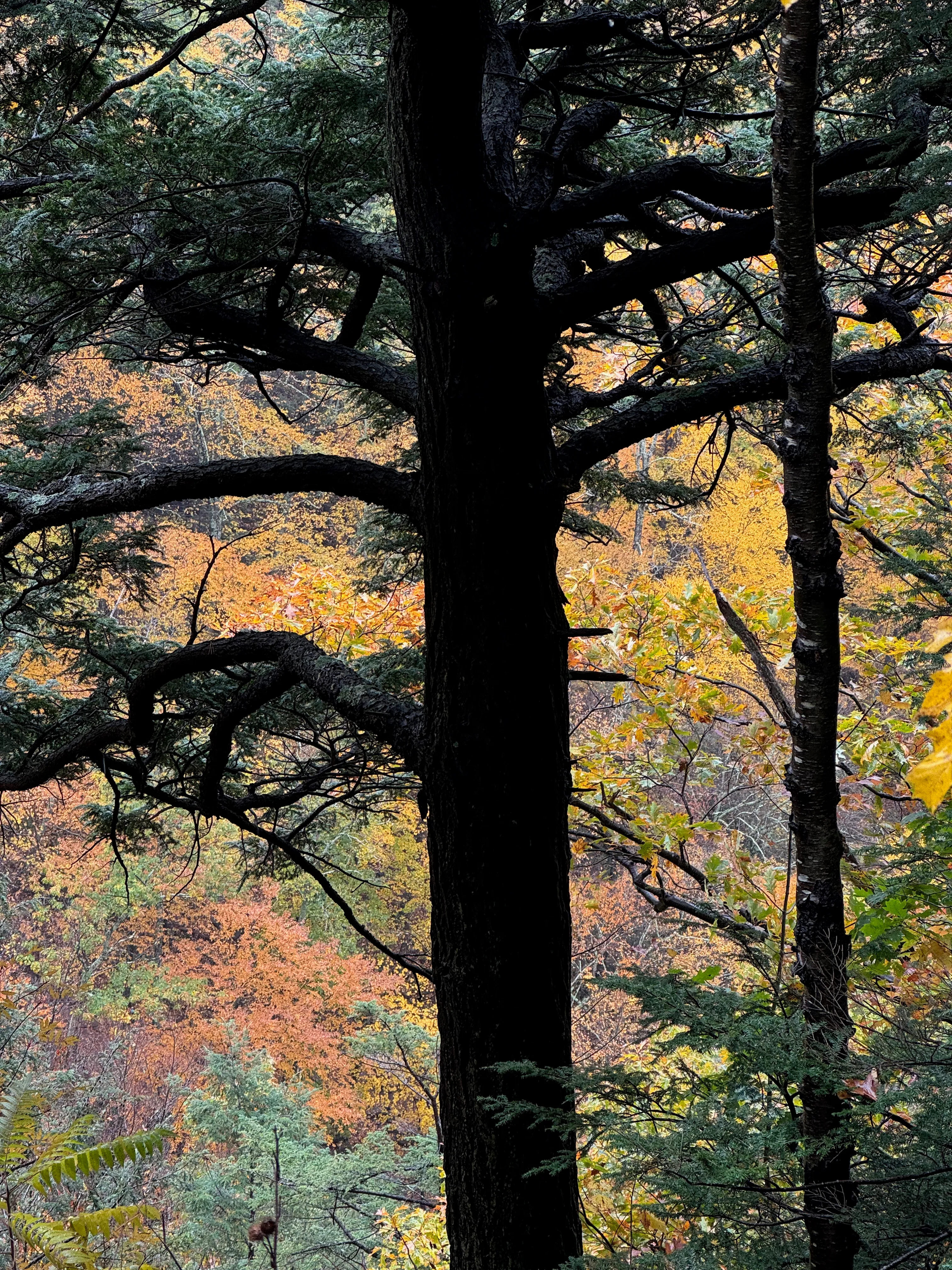 Photo of the trunk of a tree during autumn in upstate New York