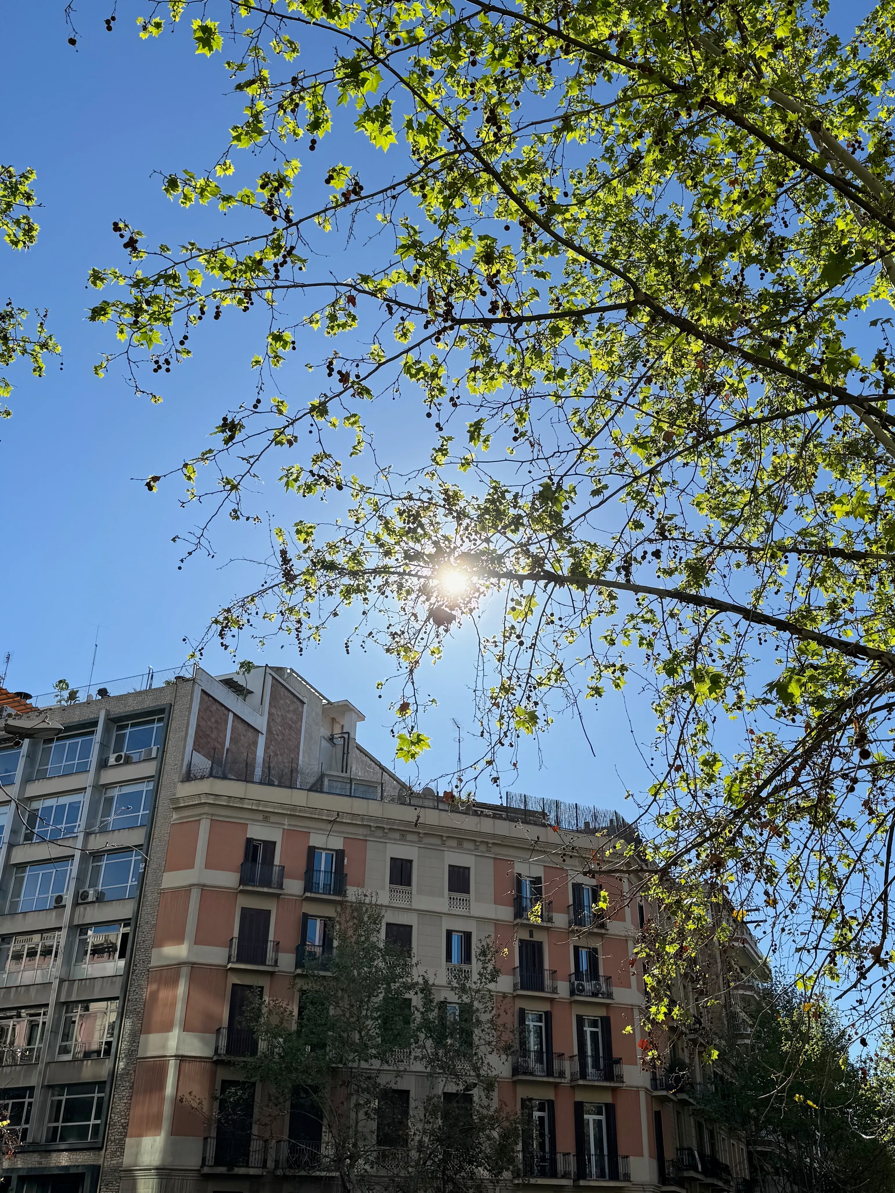 Photo of the sun behind trees in the morning from Barcelona
