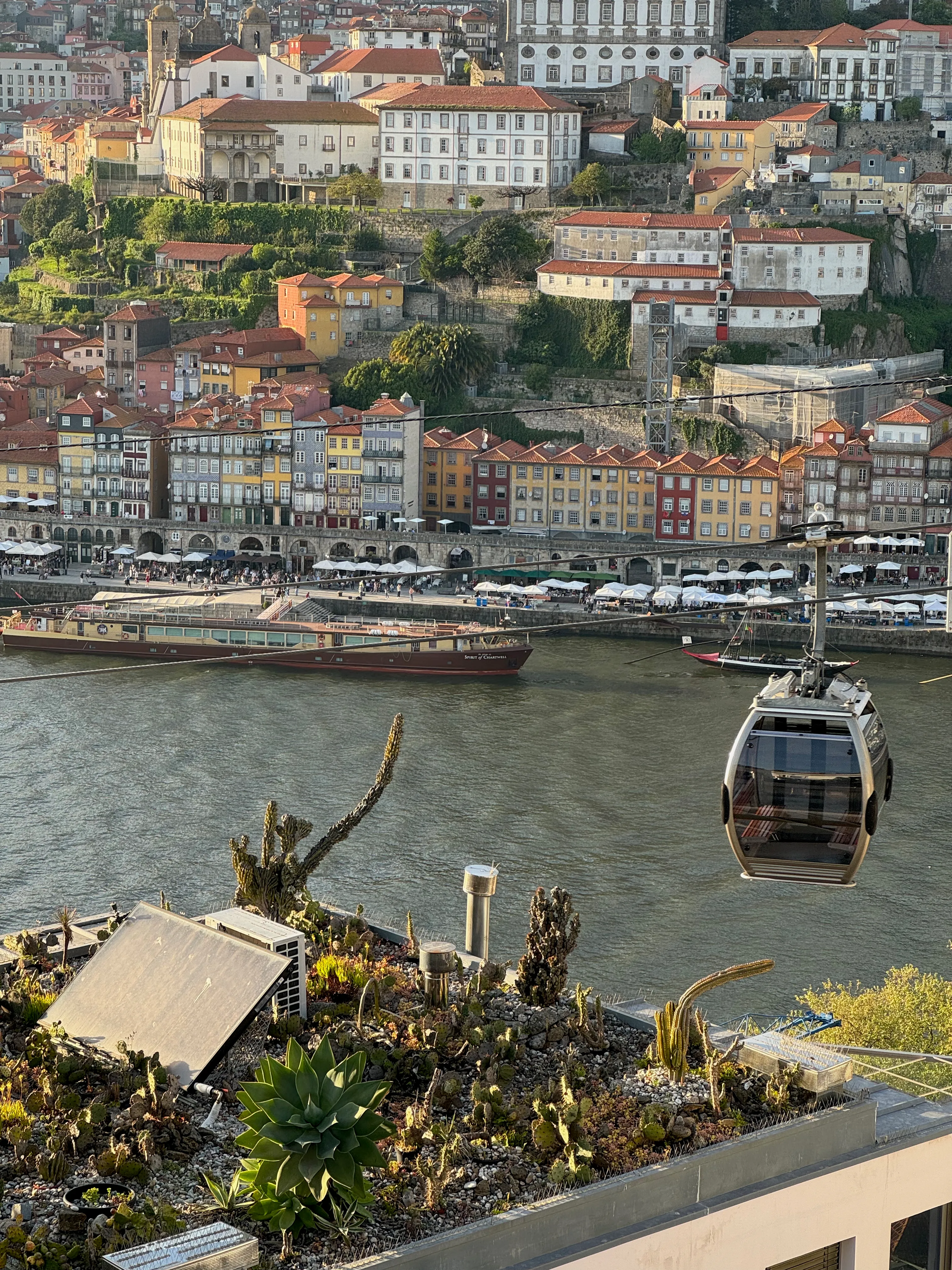 Photo of a cactus roof with Porto in the background