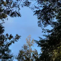 Photo of tree tops with bright leaves in the middle