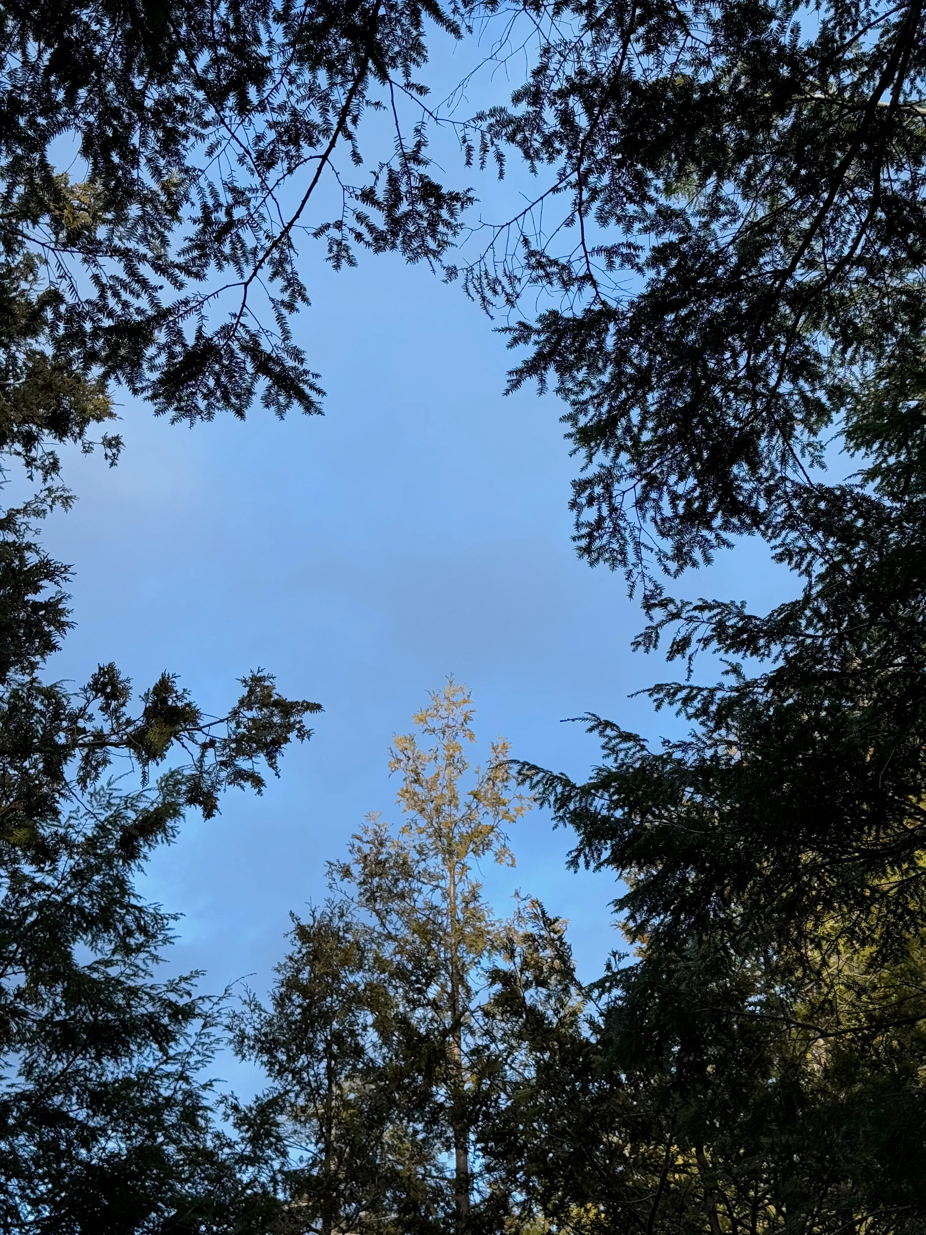 Photo of tree tops with bright leaves in the middle