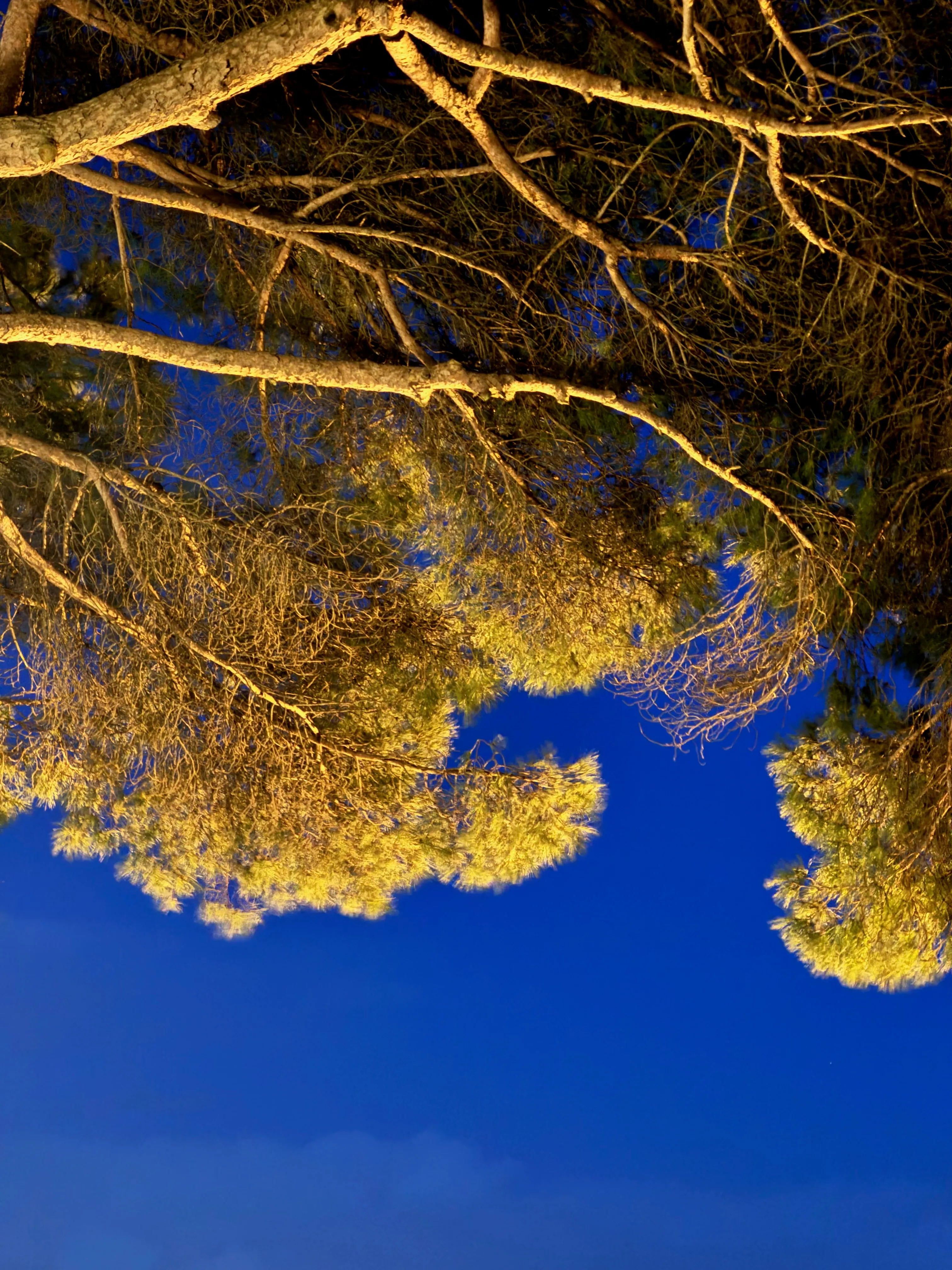 Photo of trees turned yellow from the lights in Lisbon