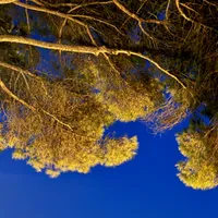Photo of trees turned yellow from the lights in Lisbon