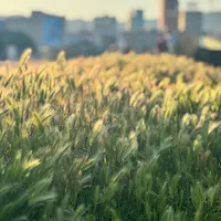 Photo of a tall grass from Montjuic hill