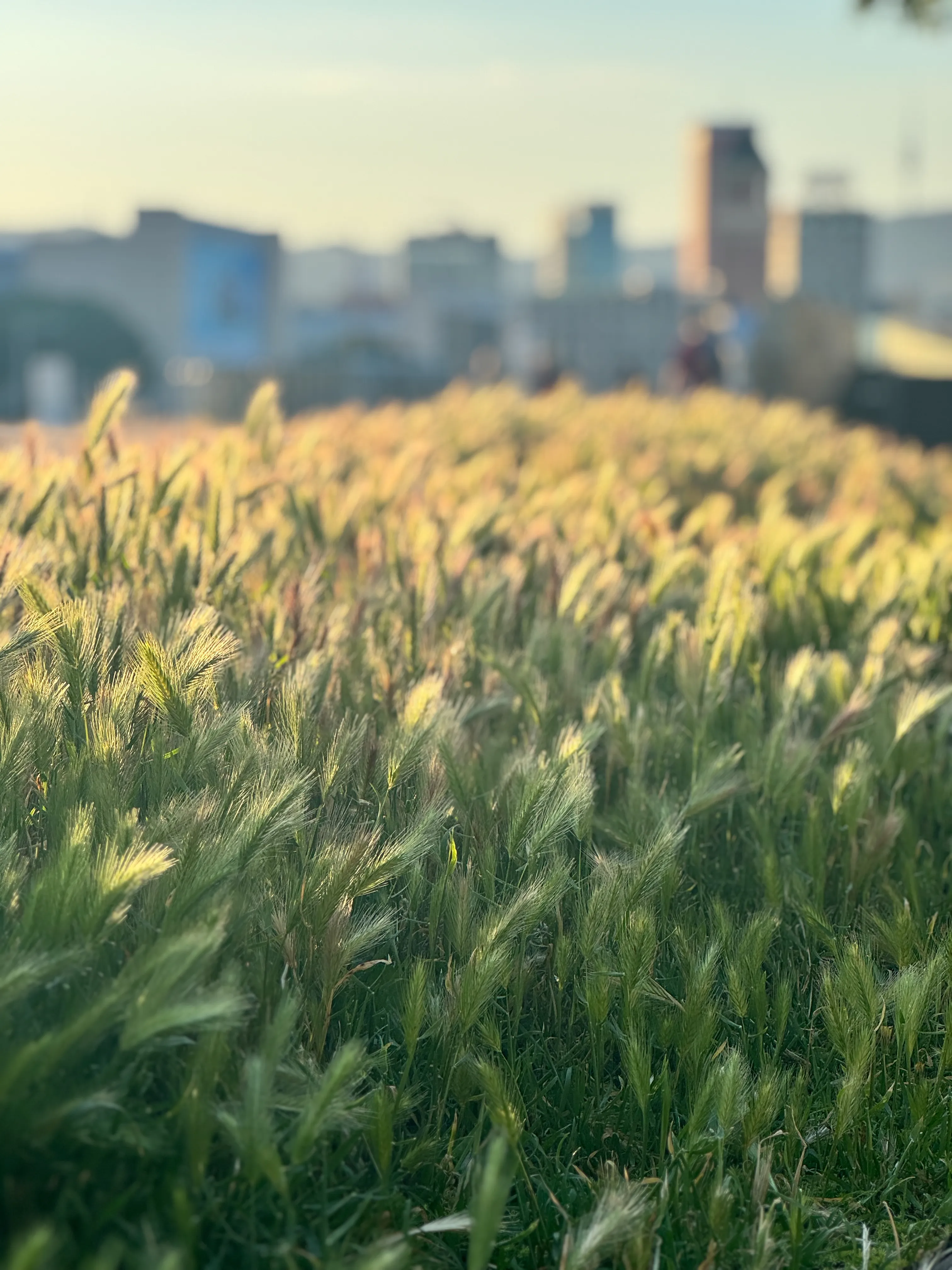 Photo of a tall grass from Montjuic hill