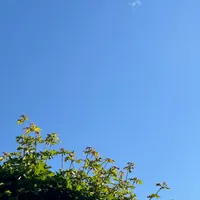 Photo of tree leaves pointing towards the sky
