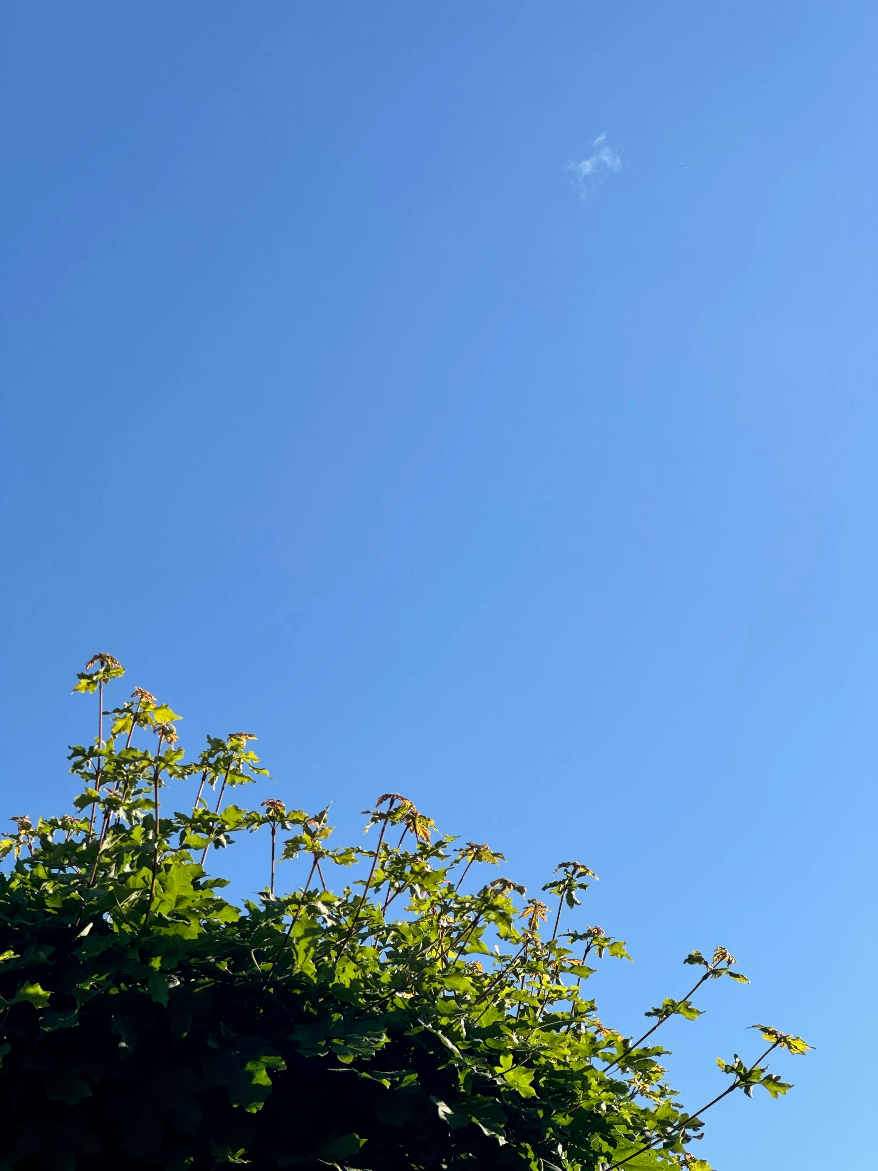 Photo of tree leaves pointing towards the sky
