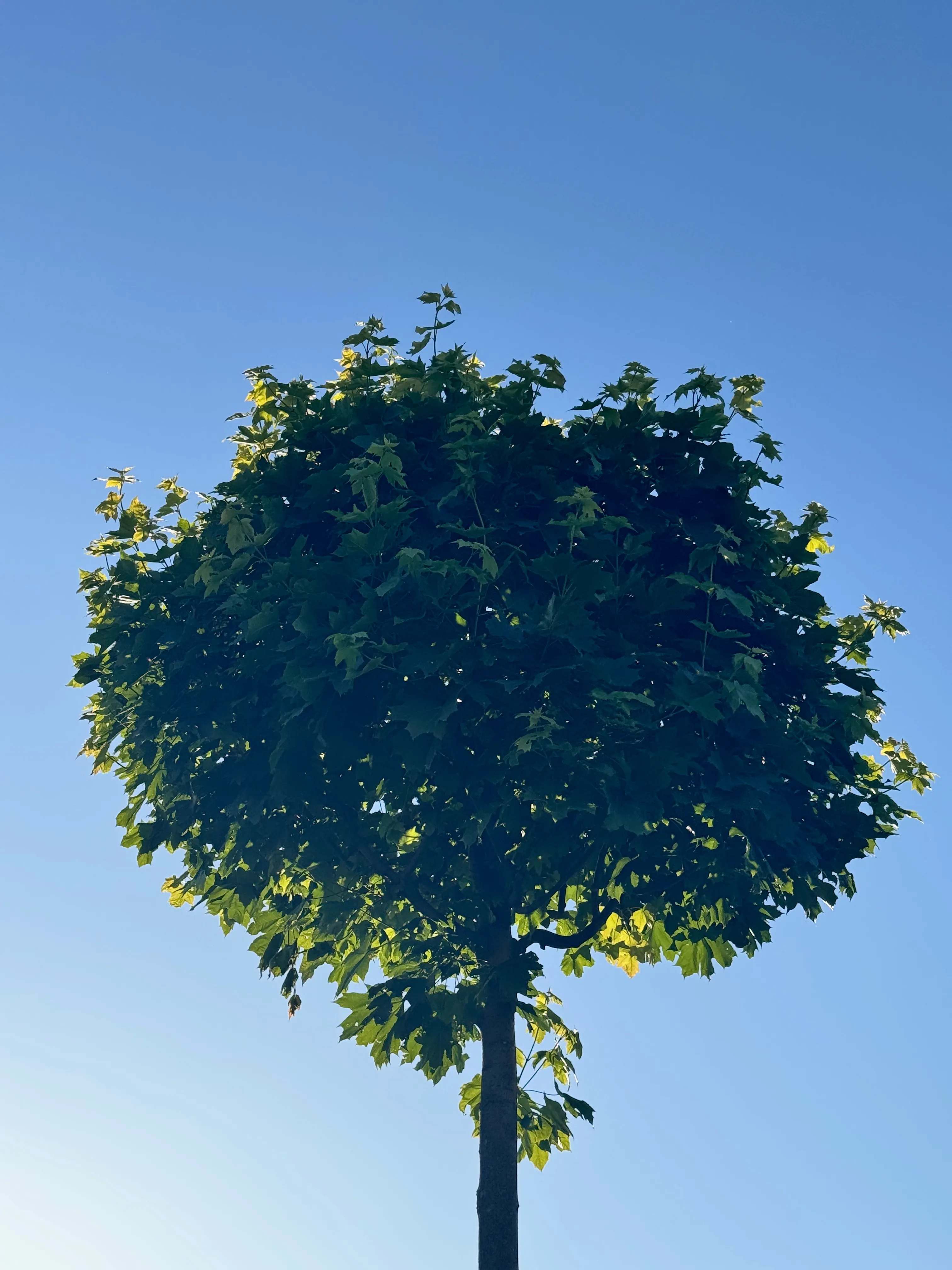 Photo of a tree shining with the sun