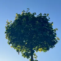 Photo of a tree shining with the sun