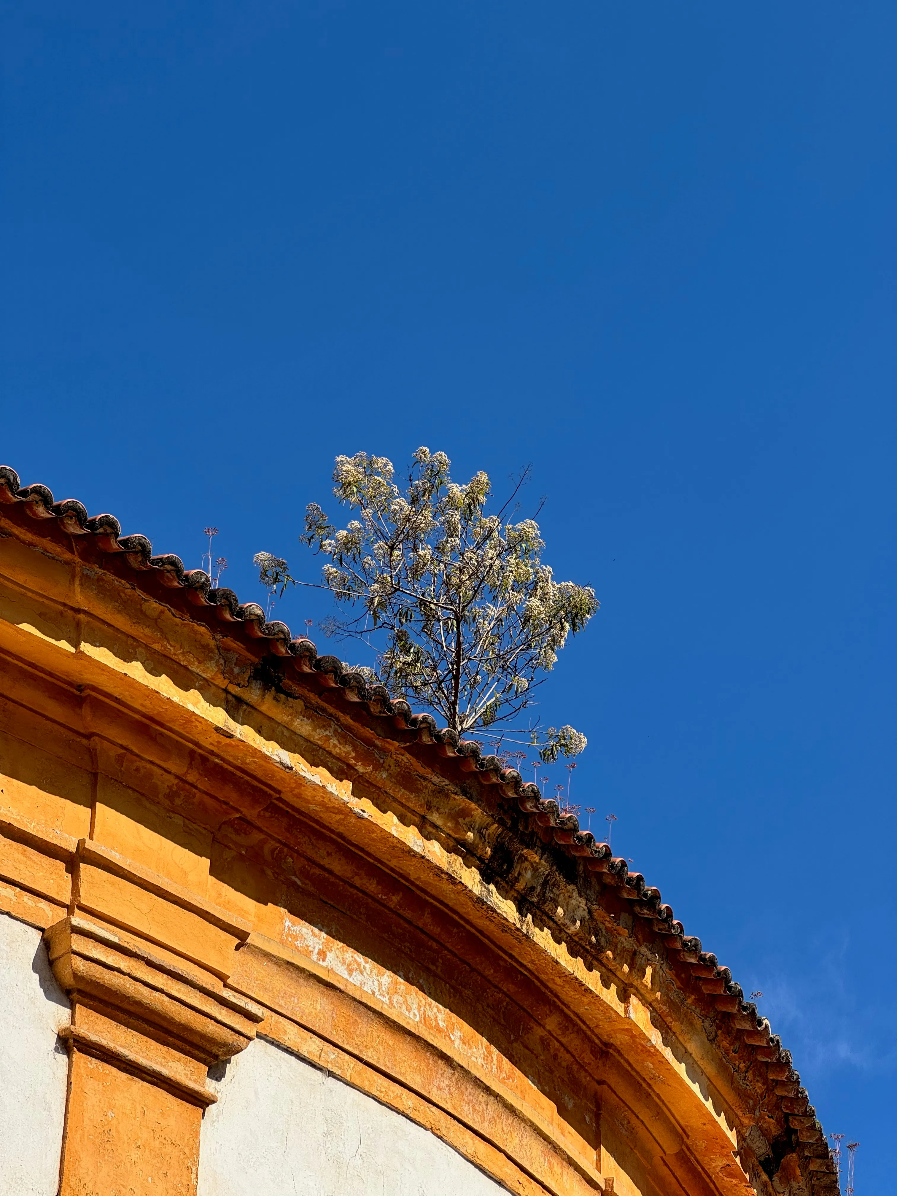 Picture of a tree on top of a church roof