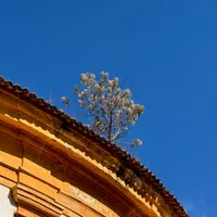 Picture of a tree on top of a church roof