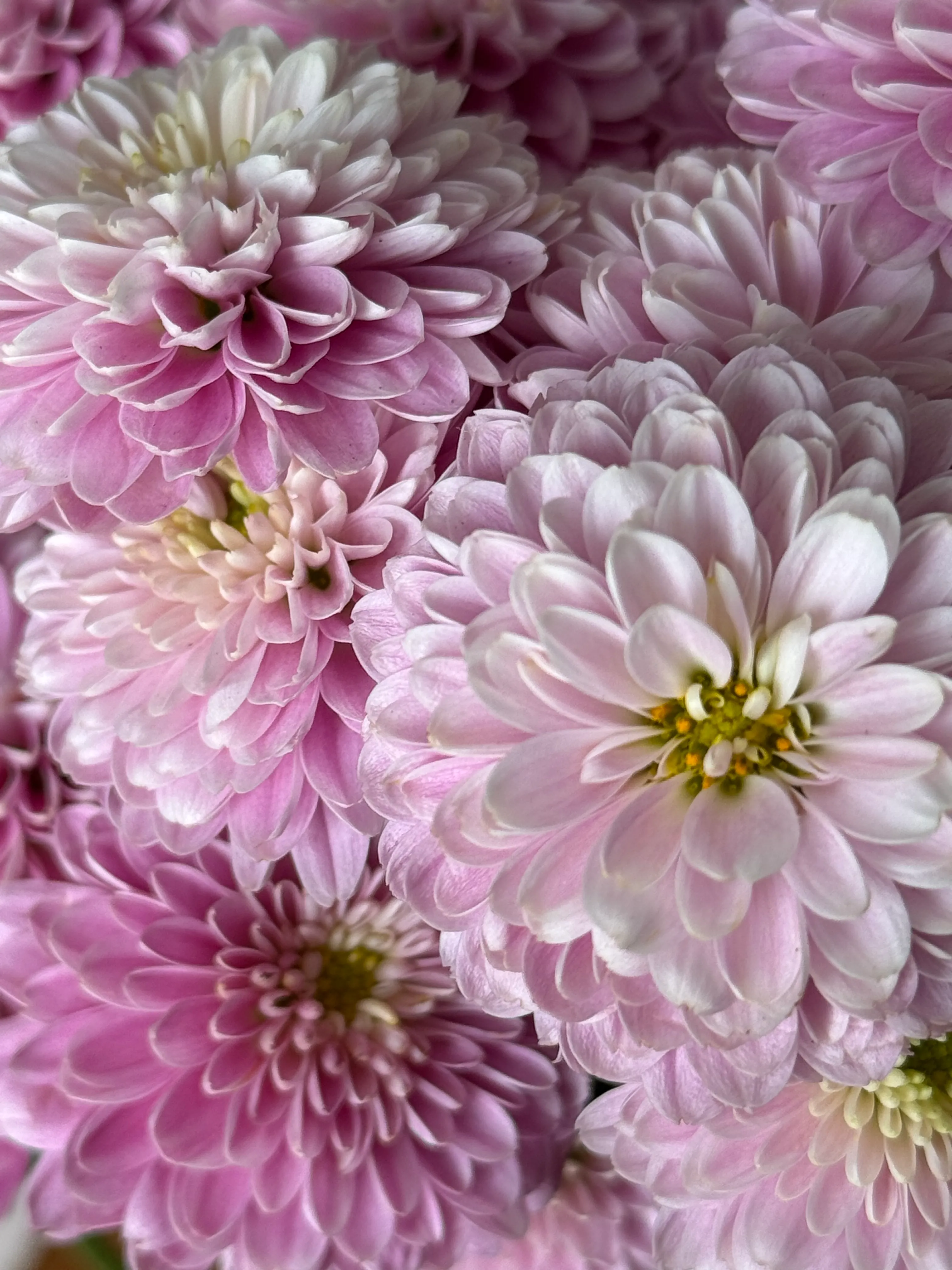 Picture of flowers zoomed in