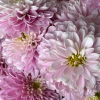 Picture of flowers zoomed in