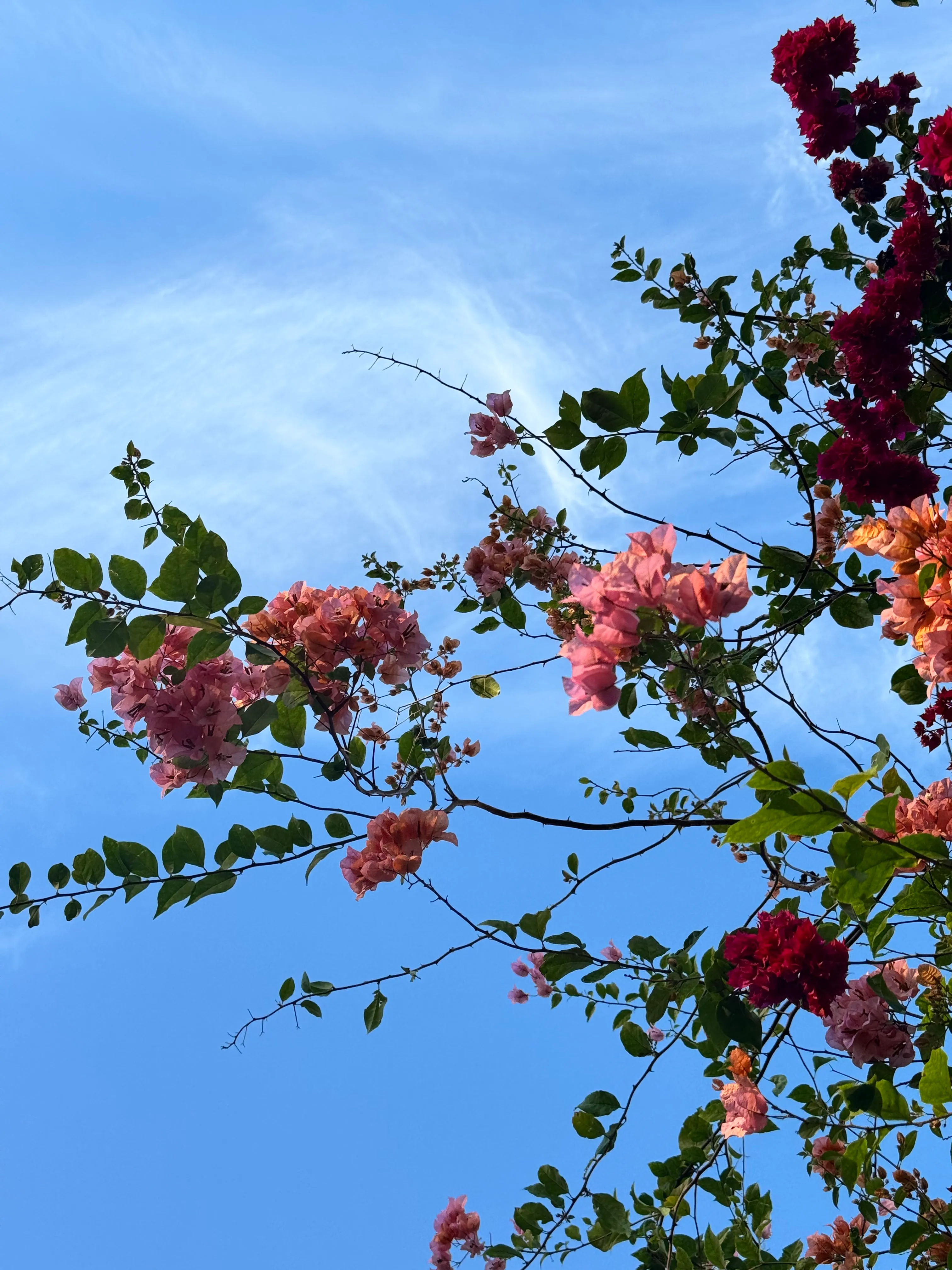 Picture of flowers with the sky in the background