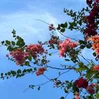 Picture of flowers with the sky in the background